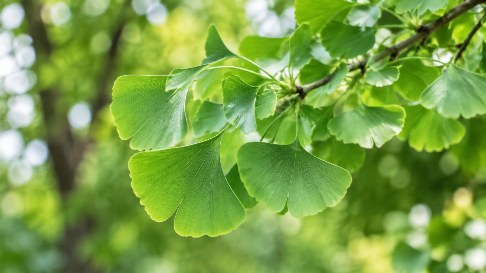 Ginkgo Biloba: What Does the Evidence Really Say?
